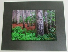 Signed In the Woods Trees Photo on Dura Plaq by Doug Blunt 8×10 (A22)
