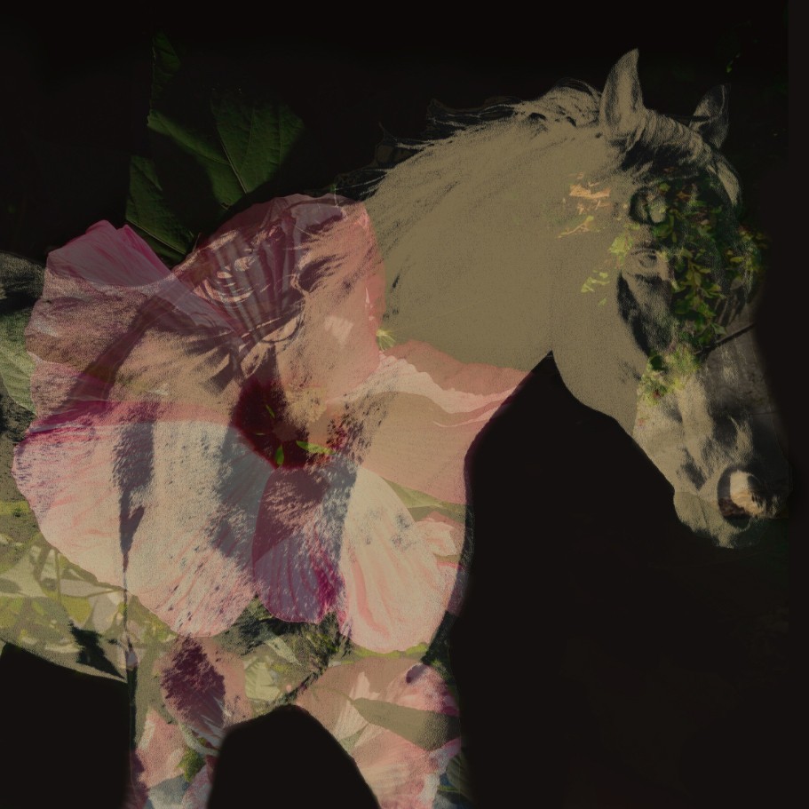 FLORAL HORSE art photo, unframed. Made to order. Different sizes available.