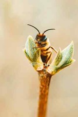 Digital Image Picture Photo Pic Wallpaper Background Bee Gathering Nectar 102