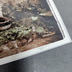 Ronnie Cardwell Courtyard Fountain Photograph Signed Print Louisiana Dreamy Palm