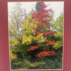 Matted Autumn Trees Landscape Photo Print 11 X 14 Wall Art Gallery Decor