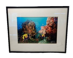 11X14” Underwater Ocean Scene Photo Florida Keys Framed Glass Signed Ray I. Doan