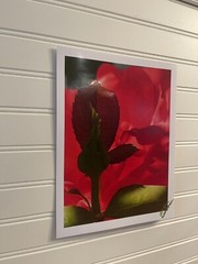 Garden Rose #6 – landscape photograph 8.5×11