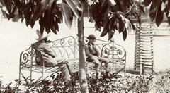 Larger size C. B. WAITE photo, MEXICO, Ficus Elastica, rubber tree, Vintage fin
