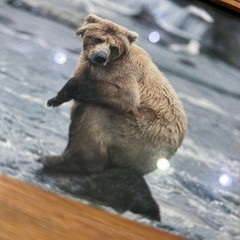 Kennan Ward Photography Bear On Rock On Water 5×7 Photograph Signed Wood Framed