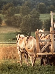 Bill Coleman Signed Amish No 682 AP Matted Photograph Farmers Horse Wagon
