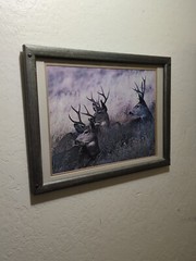 Custom framed photograph of 3 deer, Bucks, Laying In A Field