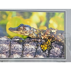 Lance Cooper «Gator Hatchling» Framed Wildlife Photo Print Signed 11″ x 8.5″