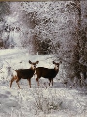 Tom Mangelsen “December Deer” Signed Wildlife Photograph Framed Grand Teton WY