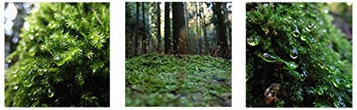 Scenic Photography Art Panel 3pc Set 30cm Fabric Japan