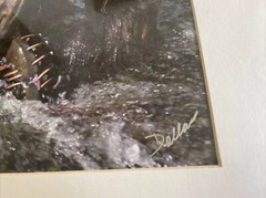 GRIZZLY BEAR FISHING GLOSSY PICTURE PHOTO hunting Eating salmon spawn 11×14