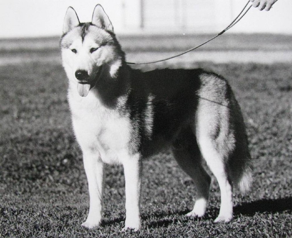 KELLIE SMITH AUSTRALIAN B&W PHOTO «SIBERIAN HUSKY GERMAN SHEPHERD» 2000