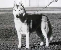 KELLIE SMITH AUSTRALIAN B&W PHOTO «SIBERIAN HUSKY GERMAN SHEPHERD» 2000