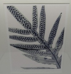 Signed Martha Madigan Lihue Fern photograph botanical photogram 16×19” framed