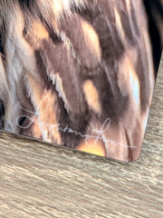Hawaiian Short-Eared Owl Close Up Prof Photo 8×8 on Metal Plate Leighton Lum