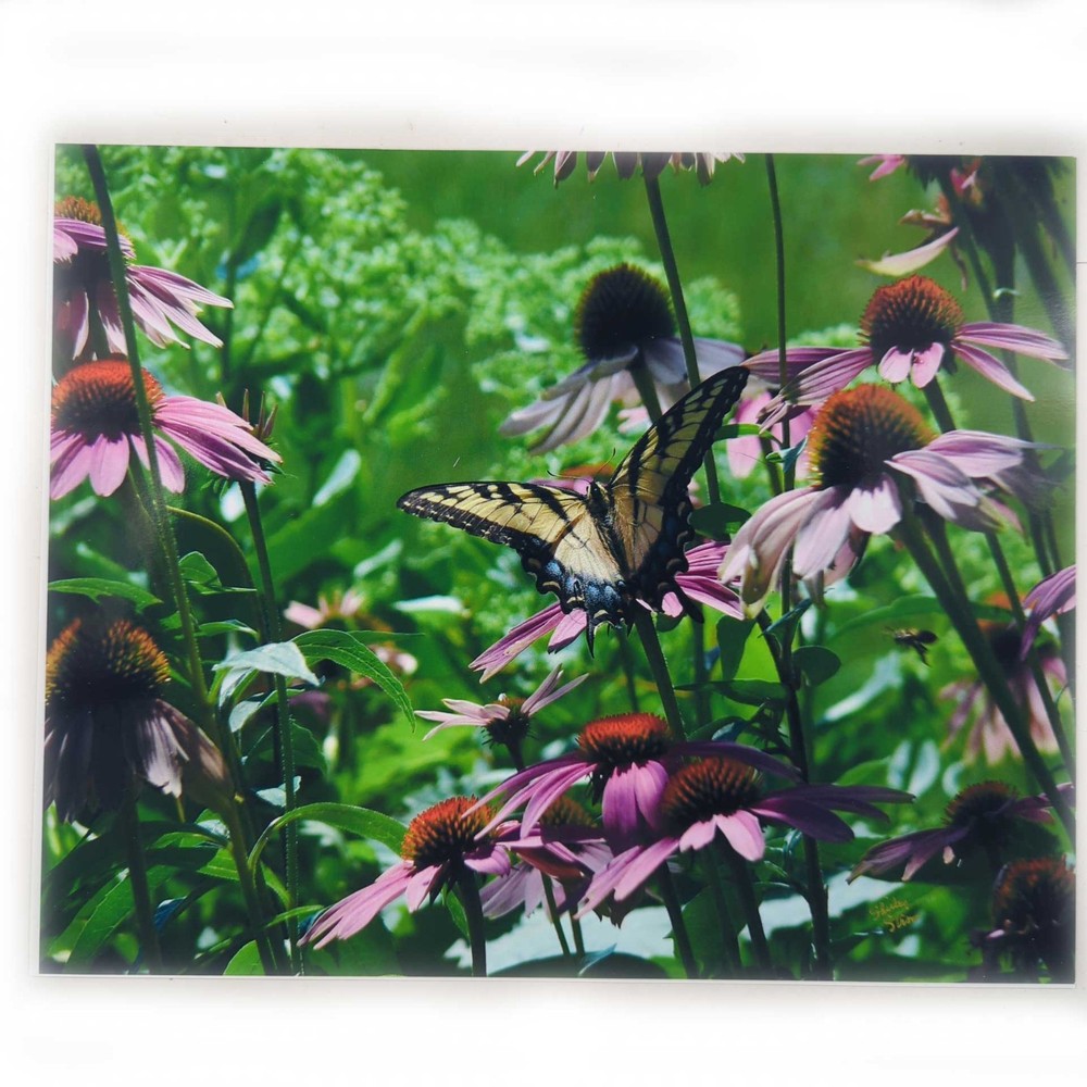 Eastern Tiger Swallowtail 8 x 10 Color Photo by Shirley Strom