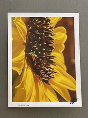 Agapostemon Clocking His Sunflower In, Minute #1- Contemporary Photograph