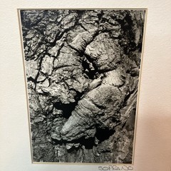 VTG Original Artwork Photography Modernist Black White Tree Bark Signed Soprano