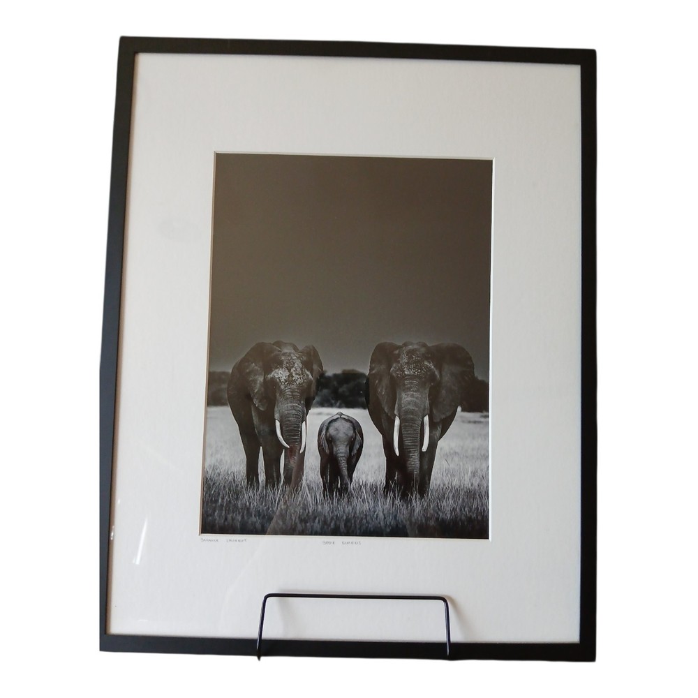 Laurent Baheux «Body Guards»Framed Limited Edition Art Photograph | YellowKorner