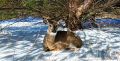 Digital Image Picture Photo Wallpaper Background Desktop Art Deer Catskills NY