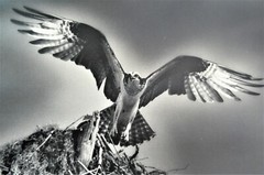 HUGO WESSELS VINTAGE HAND SIGNED 1972 SILVER GELATIN PHOTOGRAPH NUMBERED OSPREY