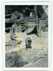 17 photos zoo zoological garden Berlin 1933 lions elephants leopards walrus