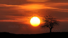 Sunset Tree Silhouette Digital Wallpaper – 4K Background