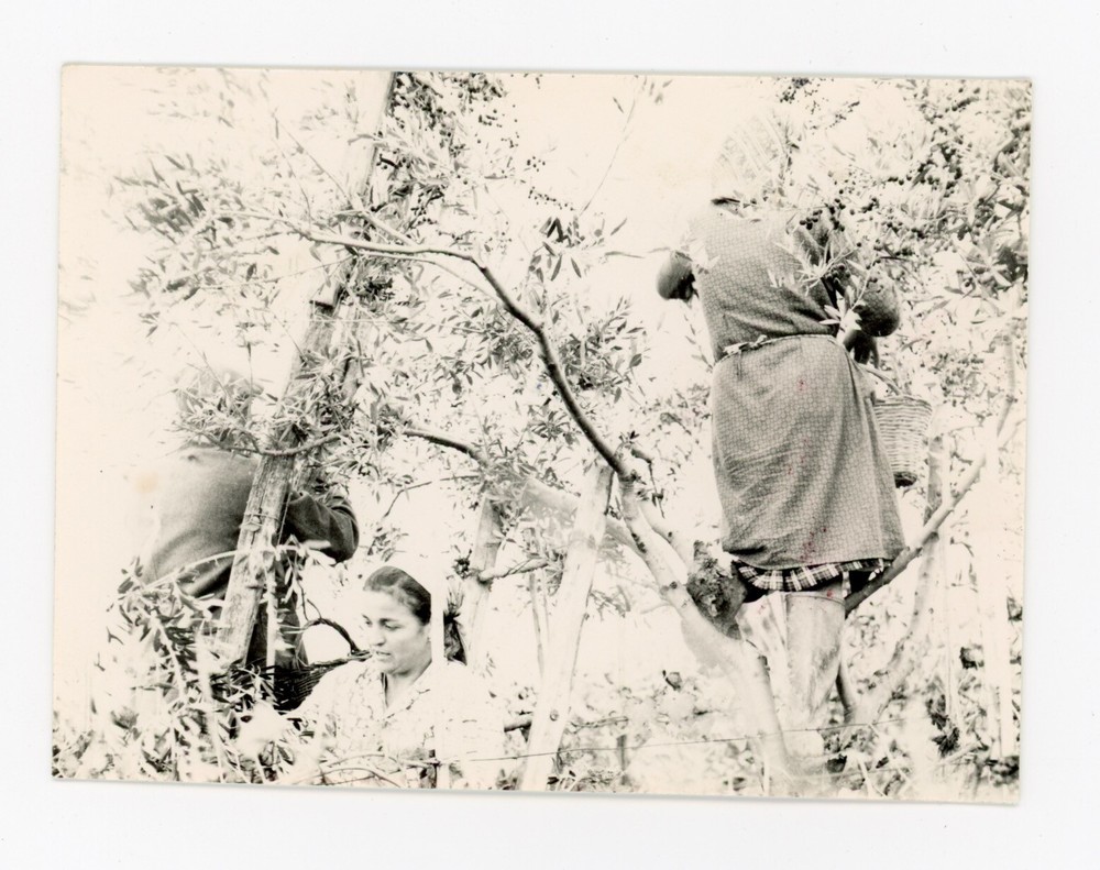 Mario Giacomelli Italy Photo La Buona Terra 1960s Vintage Humanism Italian