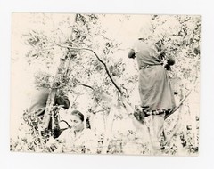 Mario Giacomelli Italy Photo La Buona Terra 1960s Vintage Humanism Italian