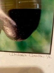 Set of 4 Original Photographs FOR KITCHEN signed and matted Eggplant Radish etc