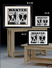 Cute Boston Terrier ‘WANTED’ Print 8×10 For Dog Lovers!