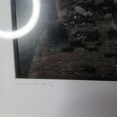 Daniel Powers SIGNED Raven Lambs 2004 Ltd Ed B&W Matted Photo Snowdonia Wales