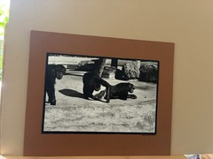 Chimpanzees Gelatin Silver Photograph Neal White Vintage 1970s Original Print