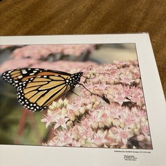 RonRLR-Designs Photographs By Wilbert Shaw Print Flower And Butterfly Beautiful