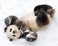 Giant Panda in Snow 8″x10″ Photograph Print 8×10