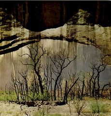 1962 Eliot Porter Glen Canyon Standing Burned Tree Waters Edge Art Photo Gravure