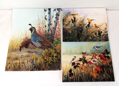 3 VTG Bird Photographs Pictures Signed, Limited Editions Quail Chickadee Nature