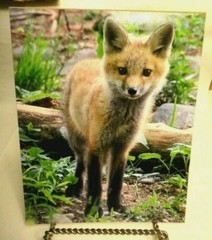 Adorable Red Fox , 8×10 photo, Wildlife Photography by Christopher Mathein