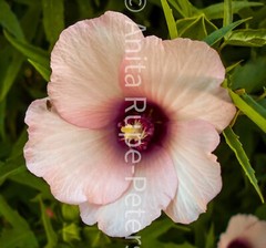 Digital Image Picture Photo Wallpaper Background Art ~ Pink Flower & Fly