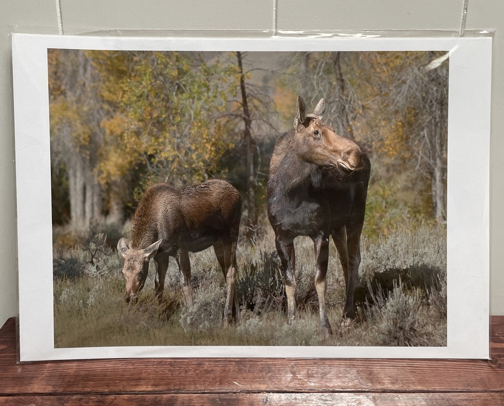 Signed Art Photography – Moose with Calf Wildlife Print – Duoznew