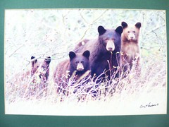 Gerry Lamarre Wildlife Photograph Print Brown Bear Family Matted 16″ x 12″