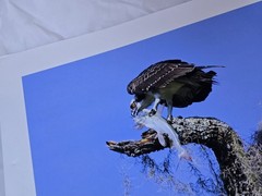 RARE John B. Spohrer, Jr. Signed Osprey Catfish Print Florida’s Forgotten Coast