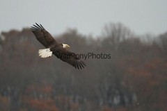 Eagle Photo 1, Pick One Image – Various Sizes