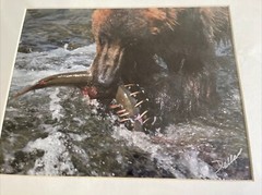 GRIZZLY BEAR FISHING GLOSSY PICTURE PHOTO hunting Eating salmon spawn 11×14