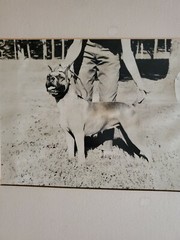 DOG PORTRAIT LARGE ORIGINAL SIGNED ART PHOTO B&W STETTNER VTG MATTE NJ CAMERA