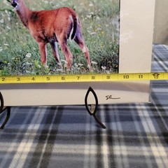 Nature Photography Deer Young Buck – Artist Signed 9.5″×7.5″ Photo