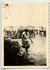 Africa Algeria El Aouinet Portrait Homme Dromedary – Photo Antique – An. 1950