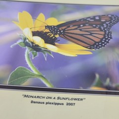 PHOTOGRAPHY Art Prints Lot 3 Vintage Butterfly Flowers Nature Photos – HW021