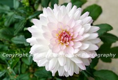 Original ACEO 2.5 x 3.5 inches photo fine art print WHITE & PINK DAHLIA flower