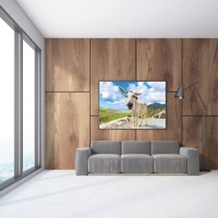St John White Donkeys Photography Wall Art Decor, US Virgin Islands, USVI Donkey